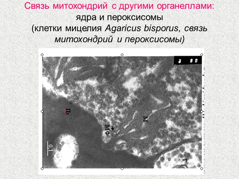 Связь митохондрий с другими органеллами: ядра и пероксисомы  (клетки мицелия Agaricus bisporus, связь